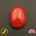 Certified Premium Oval Shape Red Coral 11.78 Carat , 13.08 Ratti ( अंडाकार प्रीमियम लाल मूंगा ) Italian Origin