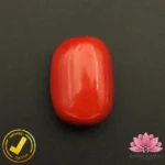 Certified Premium Oval Shape Red Coral 12.48 Carat , 13.86 Ratti ( अंडाकार प्रीमियम लाल मूंगा ) Italian Origin - Image 2