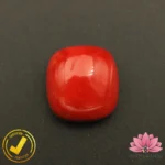 Certified Premium Oval Shape Red Coral 8.26 Carat, 9.18 Ratti ( अंडाकार प्रीमियम लाल मूंगा ) Italian Origin - Image 2