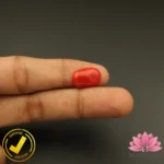 Certified Premium Oval Shape Red Coral 6.73 Carat , 7.47 Ratti ( अंडाकार प्रीमियम लाल मूंगा ) Italian Origin - Image 6