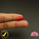 Certified Premium Oval Shape Red Coral 7.01 Carat , 7.78 Ratti ( अंडाकार प्रीमियम लाल मूंगा ) Italian Origin - Image 6