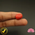 Certified Premium Oval Shape Red Coral 12.48 Carat , 13.86 Ratti ( अंडाकार प्रीमियम लाल मूंगा ) Italian Origin - Image 6