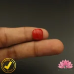 Certified Premium Oval Shape Red Coral 8.26 Carat, 9.18 Ratti ( अंडाकार प्रीमियम लाल मूंगा ) Italian Origin - Image 6