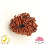 CERTIFIED 14 MUKHI RUDRAKSHA NEPAL (14 मुखी रुद्राक्ष) NATURAL - Image 2